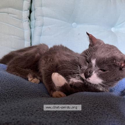 Photo de chat trouvé à Armeau