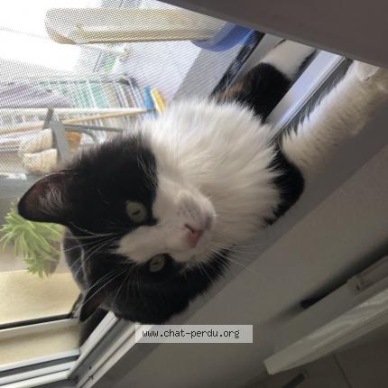 Photo 1/1 Gnocchi Chat perdu à Nimes