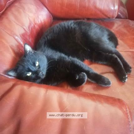 Photo 1/1 Chat retrouvé Perdu à Cherbourg en cotentin