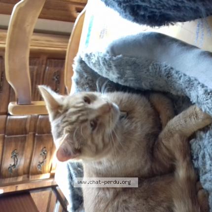 Photo 1/1 Chat retrouvé Perdu à Rambervillers