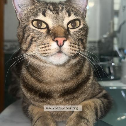 Photo de chat perdu à Layrac