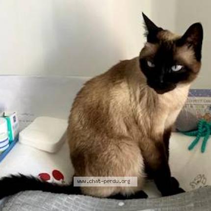 Photo 1/1 Chat retrouvé Perdu à Bretigny Sur Orge