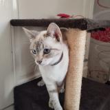 Photo de chat perdu à Humes