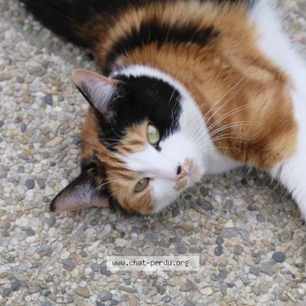Photo 1/1 Chat retrouvé Perdu à La Seyne Sur Mer