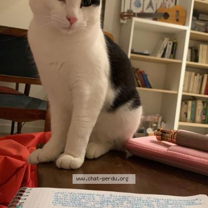 Photo de chat perdu à Guipavas