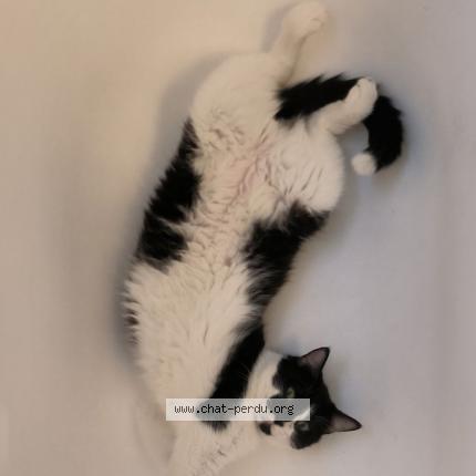 Photo de chat perdu à Grenoble