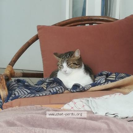 Photo 1/2 Rebelle Chat perdu à Rouille