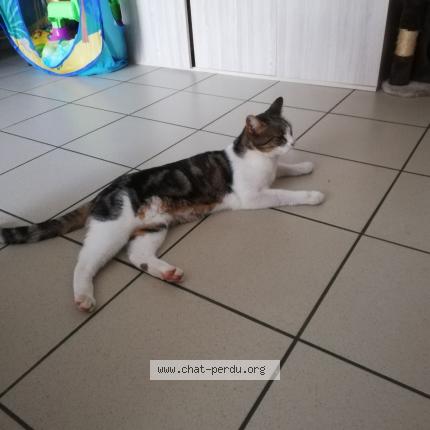 Photo 2/2 Rebelle Chat perdu à Rouille