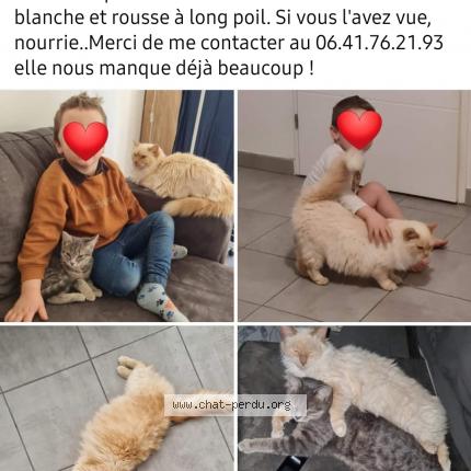 Photo de chat perdu à Lanester