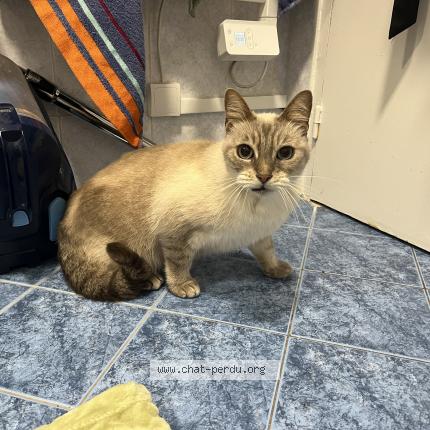 Photo 1/5 Chat retrouvé Trouvé à Villejuif