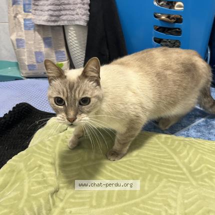 Photo 2/5 Chat retrouvé Trouvé à Villejuif