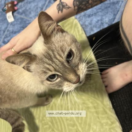 Photo 4/5 Chat retrouvé Trouvé à Villejuif