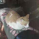 Photo de chat perdu à Johannesburg