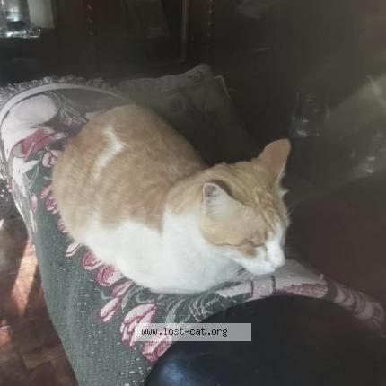 Photo 1/1 Cooper Chat perdu à Johannesburg