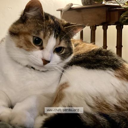 Photo de chat perdu à Nantes