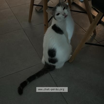 Photo 1/1 Chat retrouvé Perdu à Verrens Arvey