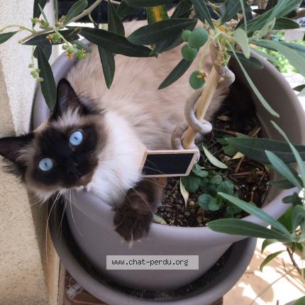 Photo de chat perdu à La Tour De Salavagny