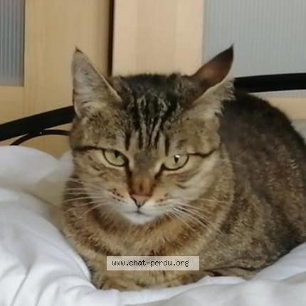 Photo de chat perdu à Lampaul Plouarzel