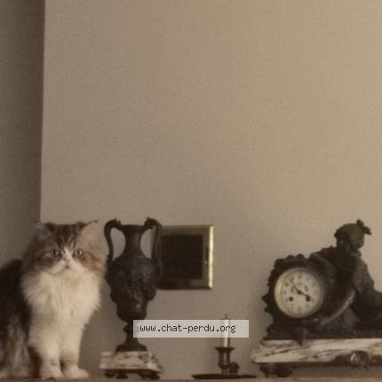 Photo 1/1 Chat retrouvé Perdu à Dijon