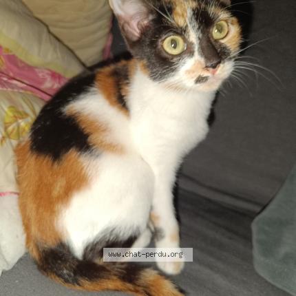 Photo 1/1 Circé Chat perdu à Agen