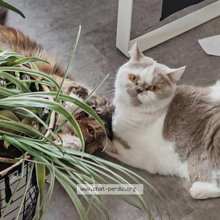 Photo de chat perdu à Zinzwiller