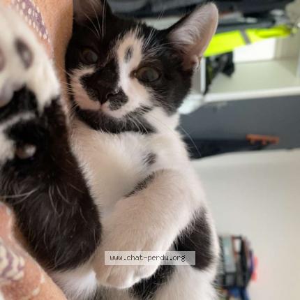 Photo de chat perdu à Chelles