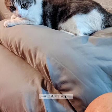 Photo 1/1 Baby Chat perdu à Phoenix