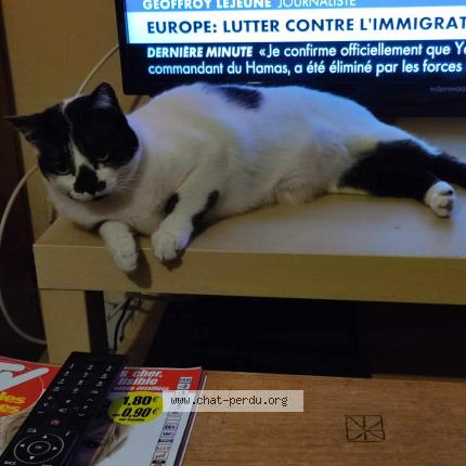 Photo 1/1 Chat retrouvé Perdu à Brest