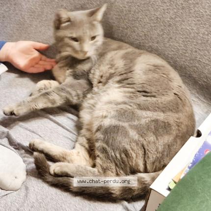 Photo de chat perdu à Le Chatelet En Brie