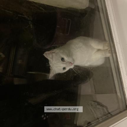 Photo 1/1 Chat retrouvé Trouvé à Vaux Sur Aure