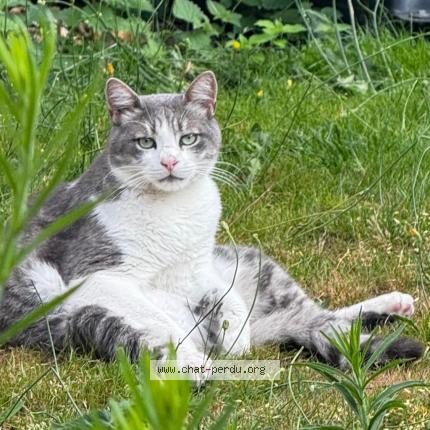 Photo 1/1 Chat retrouvé Perdu à Epinay Sur Seine