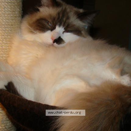 Photo de chat perdu à Montcresson