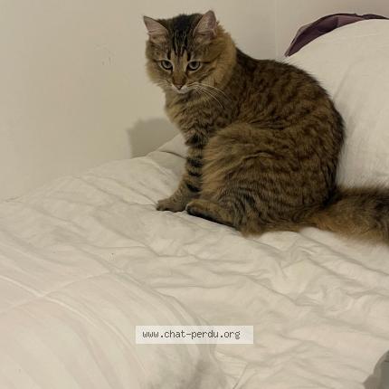 Photo 1/1 Chat retrouvé Perdu à Le chesnay