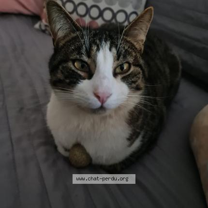 Photo de chat perdu à Chasnans