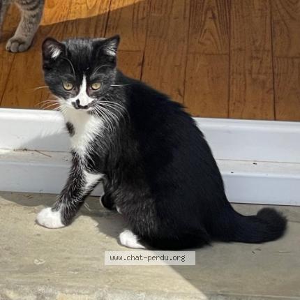 Photo 1/1 Chat retrouvé Perdu à Heyrieux