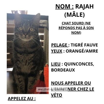 Photo de chat perdu à Bordeaux