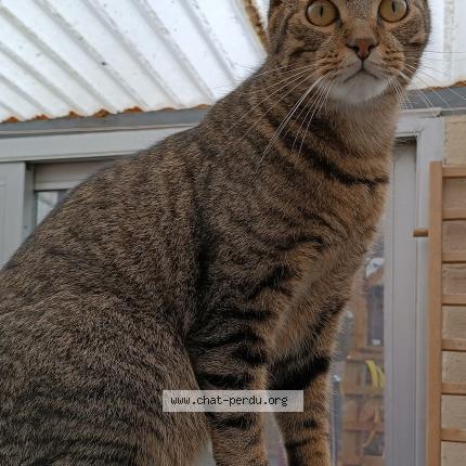 Photo de chat perdu à Bucy Les Pierrepont