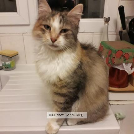 Photo 1/1 Chat retrouvé Perdu à Marseille