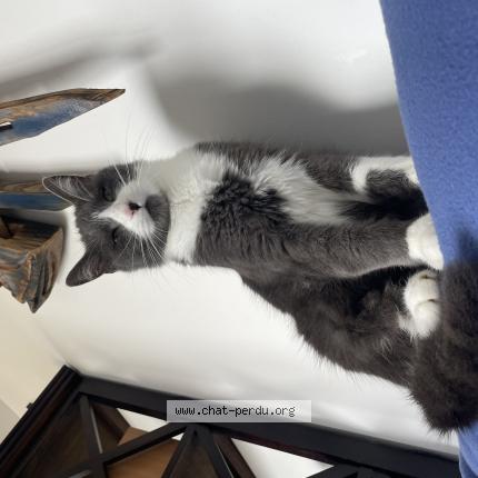 Photo de chat perdu à Treguennec