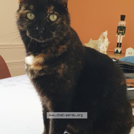 Photo de chat perdu à Mondeville
