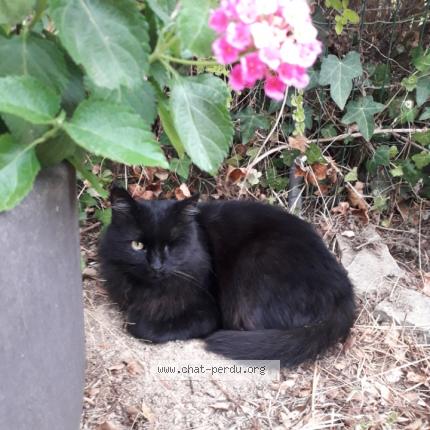 Photo de chat perdu à Calcatoggio
