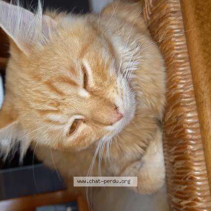Photo de chat trouvé à Egletons