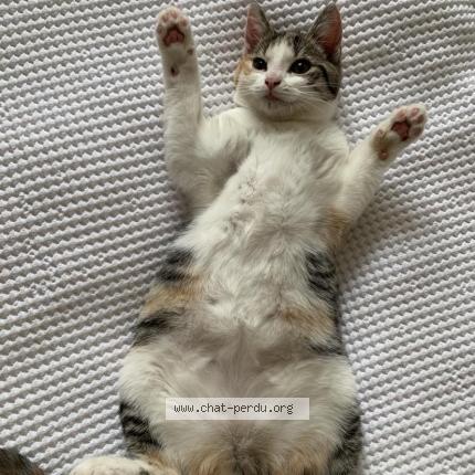 Photo 1/2 Chat retrouvé Perdu à Croissy sur seine