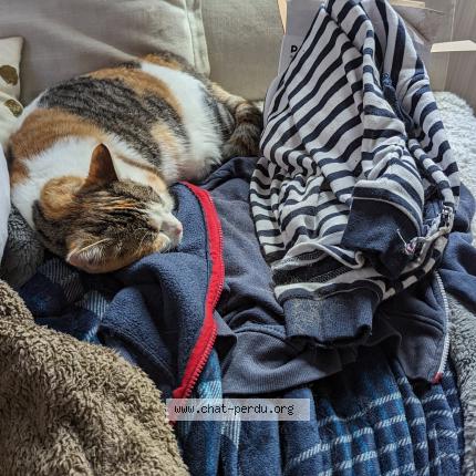 Photo 2/2 Chat retrouvé Perdu à Croissy sur seine