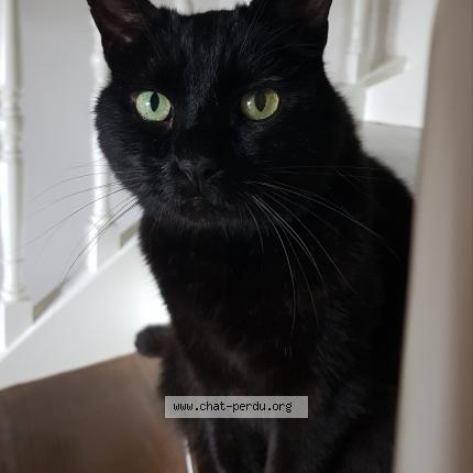 Photo de chat perdu à Bouvron