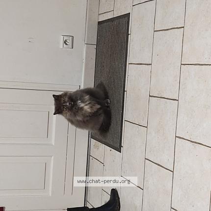 Photo 1/1 Bambina Chat perdu à Bu