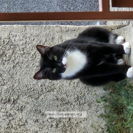 Photo 1/1 Chat retrouvé Perdu à Narbonne