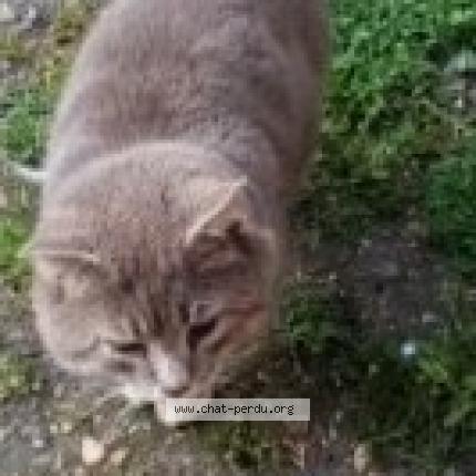 Photo 1/1 Pépère Chat perdu à Jaulgonne