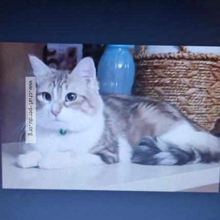 Photo 1/2 Chat retrouvé Perdu à Marseille