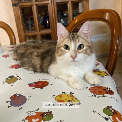 Photo 2/2 Chat retrouvé Perdu à Marseille